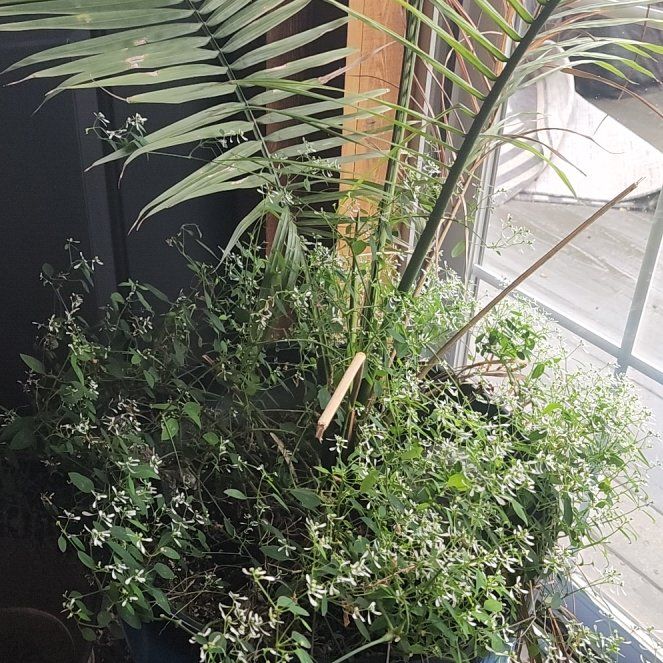 Photo of the plant species Canary Island Date Palm by @SharpBlueech32 named Doja Cat on Greg, the plant care app