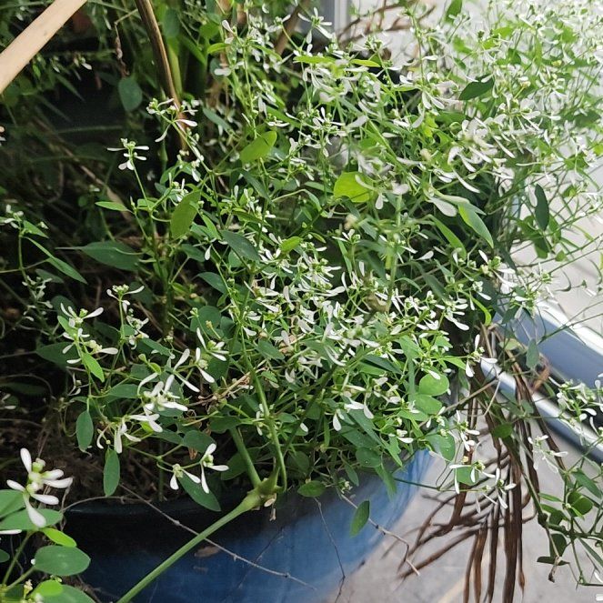 Photo of the plant species Grassleaf Spurge by @SharpBlueech32 named Morgan Treeman on Greg, the plant care app