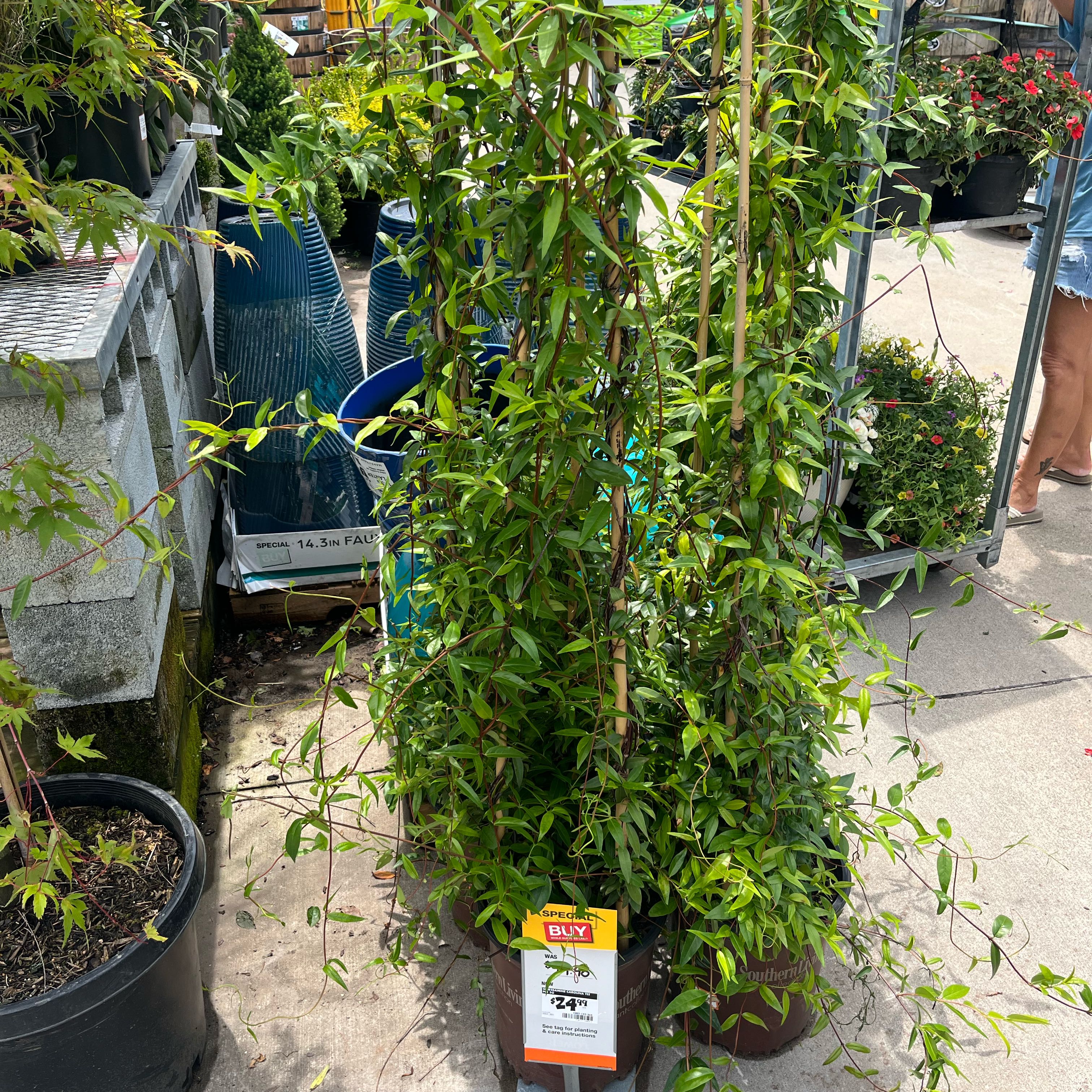 Photo of the plant species Carolina Jessamine by @VocalRuby49 named Queen on Greg, the plant care app