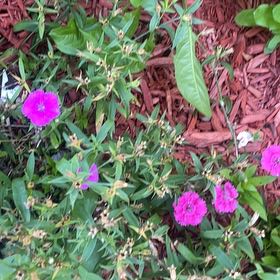 Photo of the plant species Chinese Pink by @AceCamelina32 named Denali on Greg, the plant care app