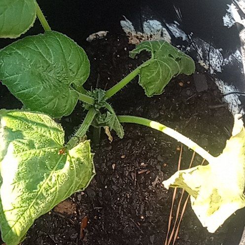 Photo of the plant species Summer Squash by @WarmBucaneve24 named Walt on Greg, the plant care app