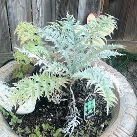 Photo of the plant species Cardoon by @HolyFanmoss49 named Artista on Greg, the plant care app
