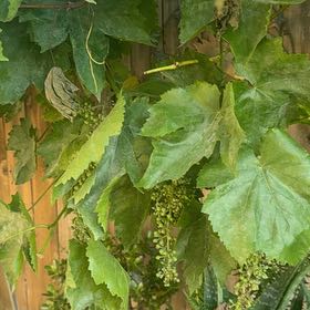 Photo of the plant species Wine Grape by @HolyFanmoss49 named Jane on Greg, the plant care app