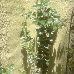 Photo of the plant species Glossy Privet by @GenialSalsa67 named Lola on Greg, the plant care app