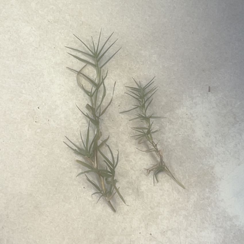 Photo of the plant species Wiregrass by @GenialSalsa67 named Taylor Swift on Greg, the plant care app