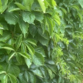 Photo of the plant species Virginia Creeper by @GenialSalsa67 named Elle on Greg, the plant care app