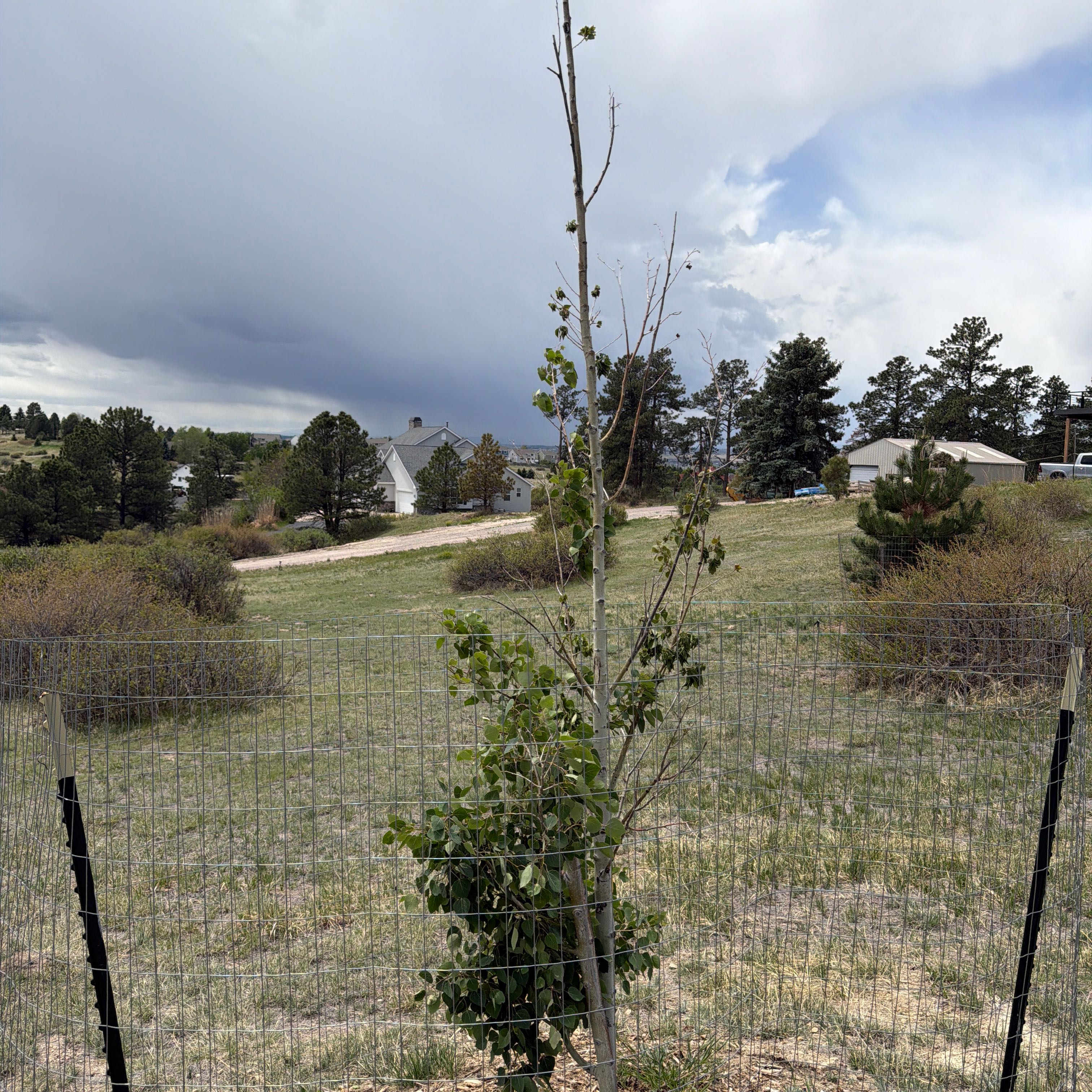 Photo of the plant species Black Poplar by @JesterDyebush74 named Aria on Greg, the plant care app