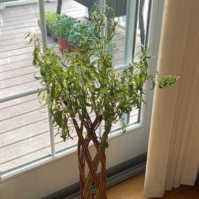 Photo of the plant species Corkscrew Willow by @LordJade32 named Aristotle on Greg, the plant care app