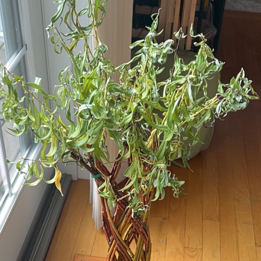Photo of the plant species Corkscrew Willow by @LordJade32 named Mando on Greg, the plant care app