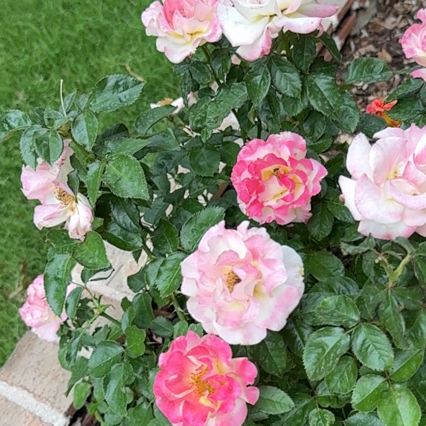 Photo of the plant species French Rose by @ProudlyCarrot65 named Rosa on Greg, the plant care app