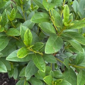 Photo of the plant species Garden Privet by @ProudlyCarrot65 named Willow on Greg, the plant care app