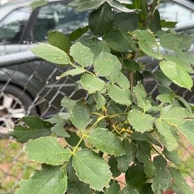 Photo of the plant species Multiflora Rose by @ProudlyCarrot65 named Orwell on Greg, the plant care app