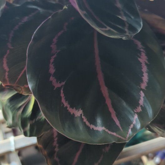 Photo of the plant species Calathea Dottie by @misfithaven13 named Kaleo on Greg, the plant care app