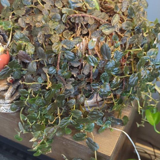 Photo of the plant species Watermelon Begonia by @misfithaven13 named Henrietta on Greg, the plant care app