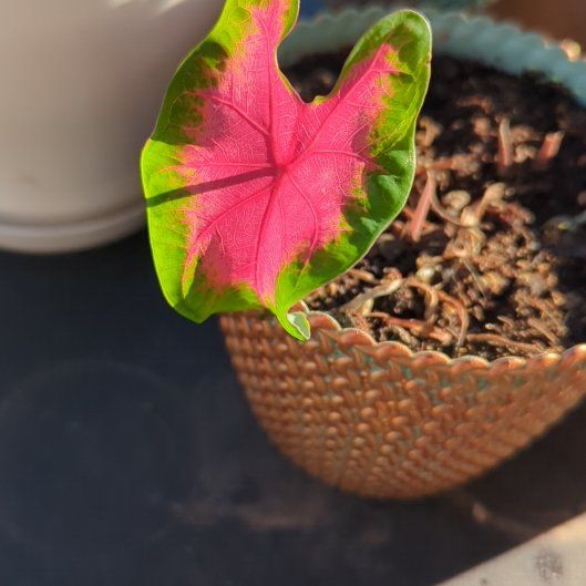 Photo of the plant species Brandywine Caladium by @misfithaven13 named Bodhi on Greg, the plant care app