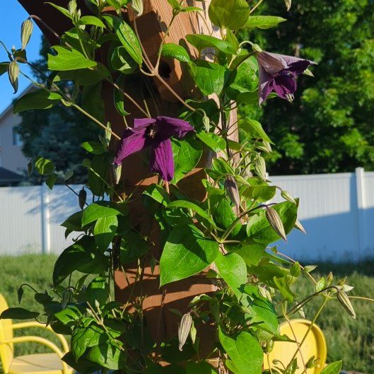 Photo of the plant species Crimson Clematis by @misfithaven13 named Cleopatra on Greg, the plant care app