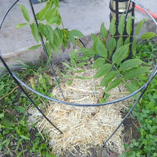 Photo of the plant species Blue Moon Wisteria by @misfithaven13 named Willow on Greg, the plant care app