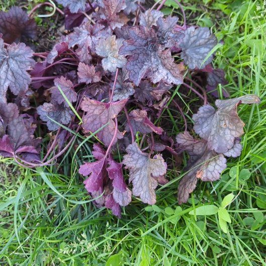 Photo of the plant species Coral Bells by @misfithaven13 named Wall-E on Greg, the plant care app