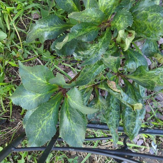 Photo of the plant species Christmas Rose by @misfithaven13 named Ulysses S Plant on Greg, the plant care app