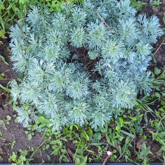 Photo of the plant species silver mound by @misfithaven13 named Homer on Greg, the plant care app