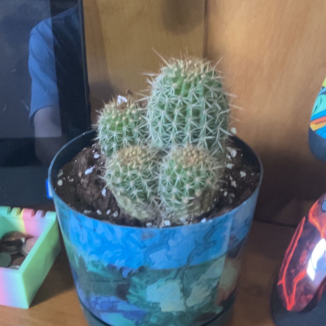 Photo of the plant species Trichocereus grandiflorus Hybrid by @NewLentil38 named Jeff on Greg, the plant care app