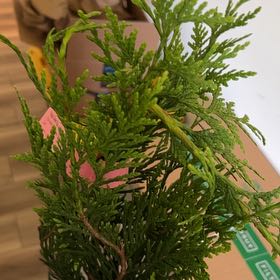 Photo of the plant species Western Red Cedar by @DreamyBetel15 named Beckham on Greg, the plant care app