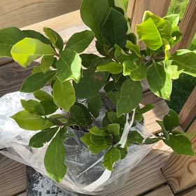Photo of the plant species Jane Magnolia by @DreamyBetel15 named Walt on Greg, the plant care app