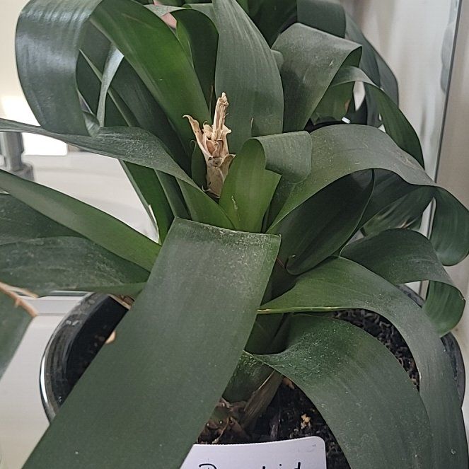 Photo of the plant species Guzmania Bromeliad by @CuddlyCashew60 named Aristotle on Greg, the plant care app