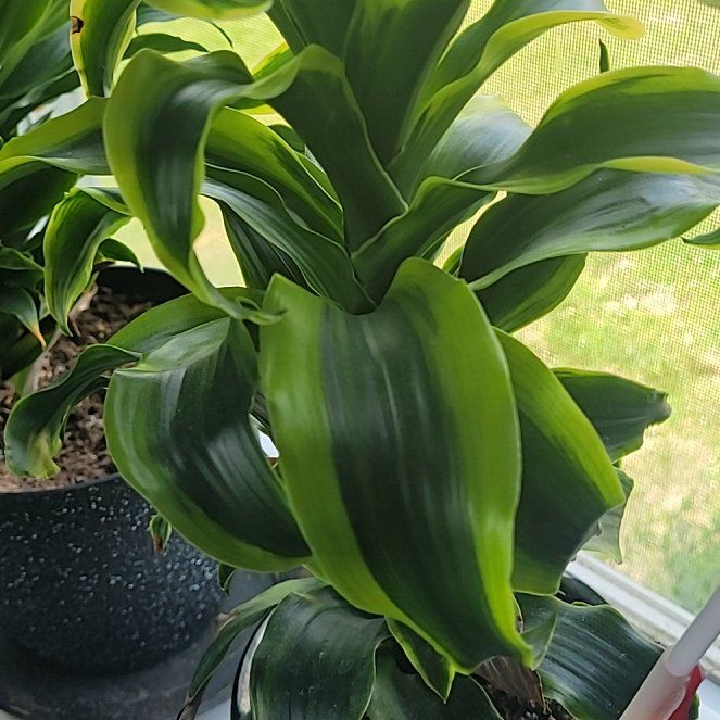 Photo of the plant species Twister by @CuddlyCashew60 named Robert Plant on Greg, the plant care app