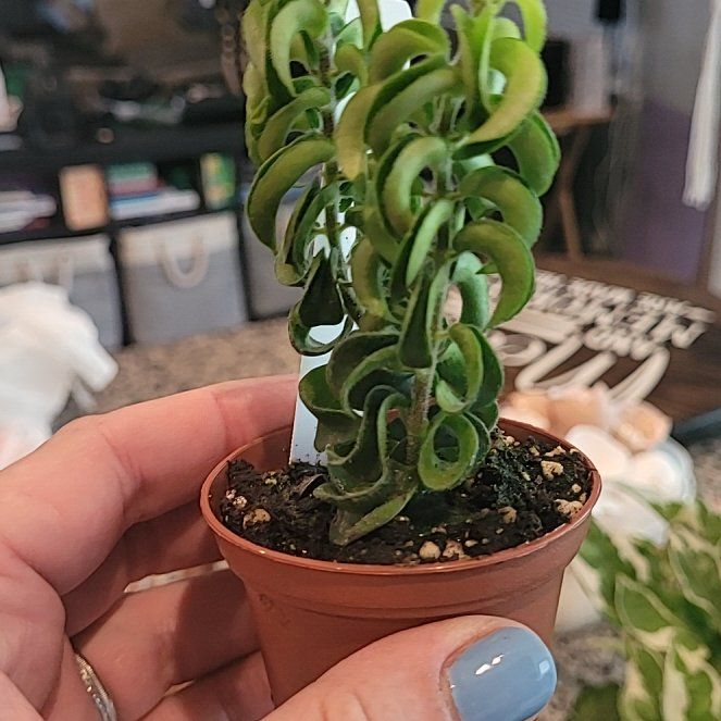 Photo of the plant species Twisted Lipstick Plant by @CuddlyCashew60 named Zeus on Greg, the plant care app