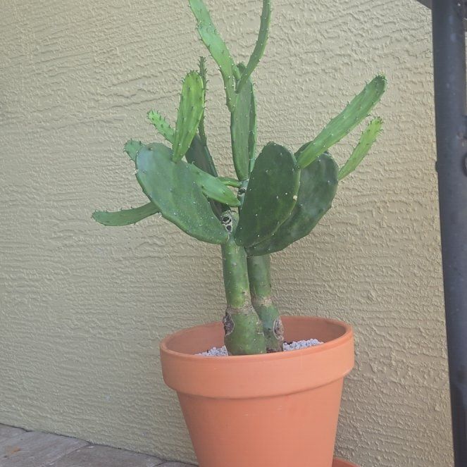 Photo of the plant species Cochineal Cactus by @Weezyman111 named Dax on Greg, the plant care app