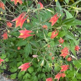 Photo of the plant species Wild Red Columbine by @VocalDaisy57 named Lola on Greg, the plant care app