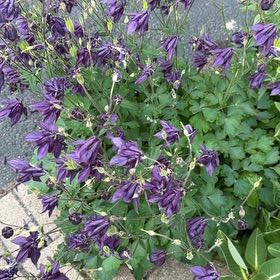 Photo of the plant species Common Columbine by @VocalDaisy57 named Taylor Swift on Greg, the plant care app