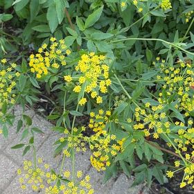 Photo of the plant species Golden Alexanders by @VocalDaisy57 named Muhammad Ali on Greg, the plant care app
