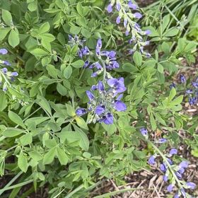 Photo of the plant species Blue Wild Indigo by @VocalDaisy57 named Bruce Lee on Greg, the plant care app