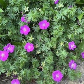 Photo of the plant species Bloody Geranium by @VocalDaisy57 named Morgan Treeman on Greg, the plant care app