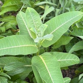 Photo of the plant species Common Milkweed by @VocalDaisy57 named Sherlock on Greg, the plant care app