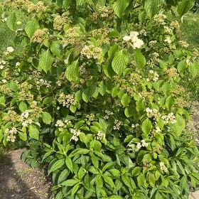 Photo of the plant species Japanese Snowball by @VocalDaisy57 named Kesha on Greg, the plant care app