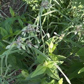 Photo of the plant species Ohio Spiderwort by @VocalDaisy57 named Daphne on Greg, the plant care app
