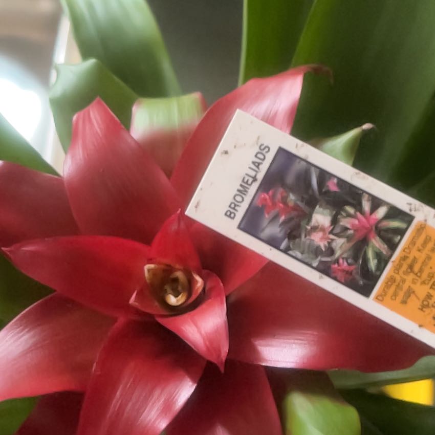 Photo of the plant species Bromeliads by @QuesterTutu55 named Foxxy on Greg, the plant care app