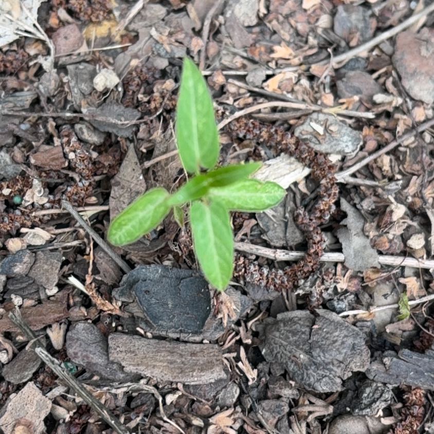 Photo of the plant species Soybean by @KeyRamshorn18 named Aria on Greg, the plant care app