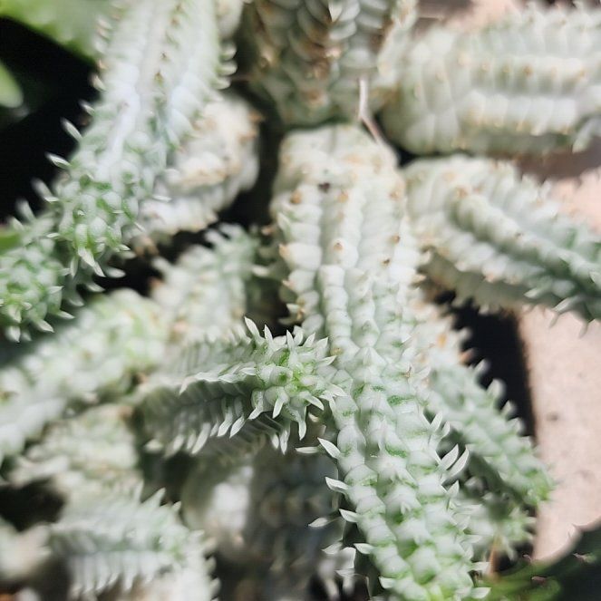 Photo of the plant species Medusa's Head by @PrimalCorn63 named Remington on Greg, the plant care app