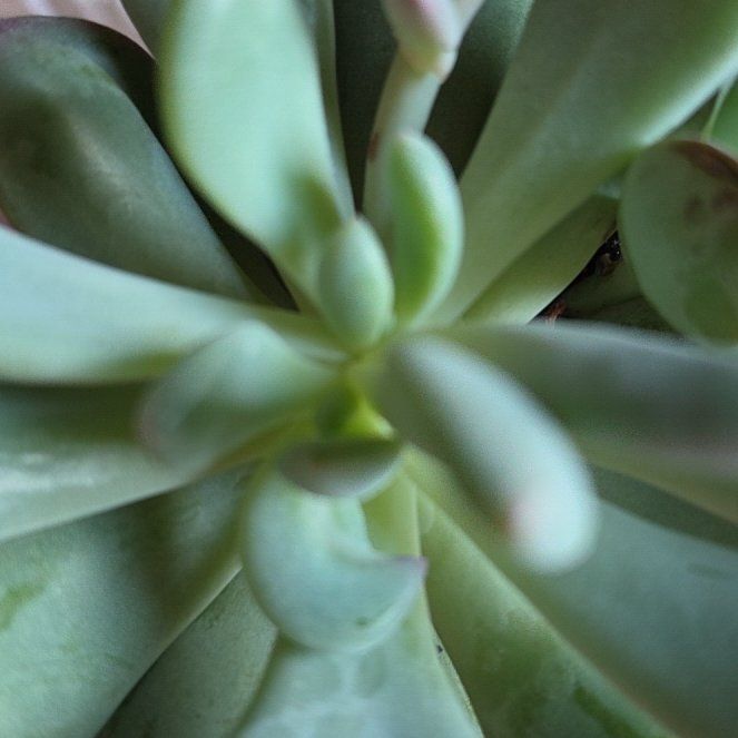 Photo of the plant species Pachyveria 'Powder Puff' by @QueenTeatree82 named Bieber on Greg, the plant care app