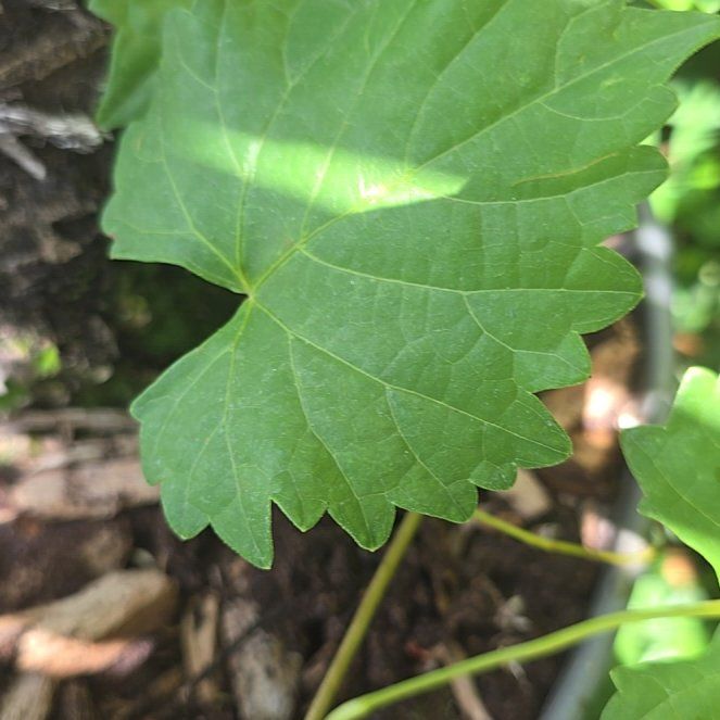Photo of the plant species Muscadine Grape by @ArdentSalal35 named Baesil on Greg, the plant care app