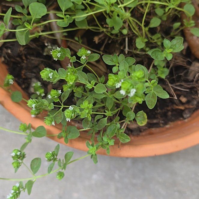 Photo of the plant species Common Chickweed by @ArdentSalal35 named Morgan Treeman on Greg, the plant care app