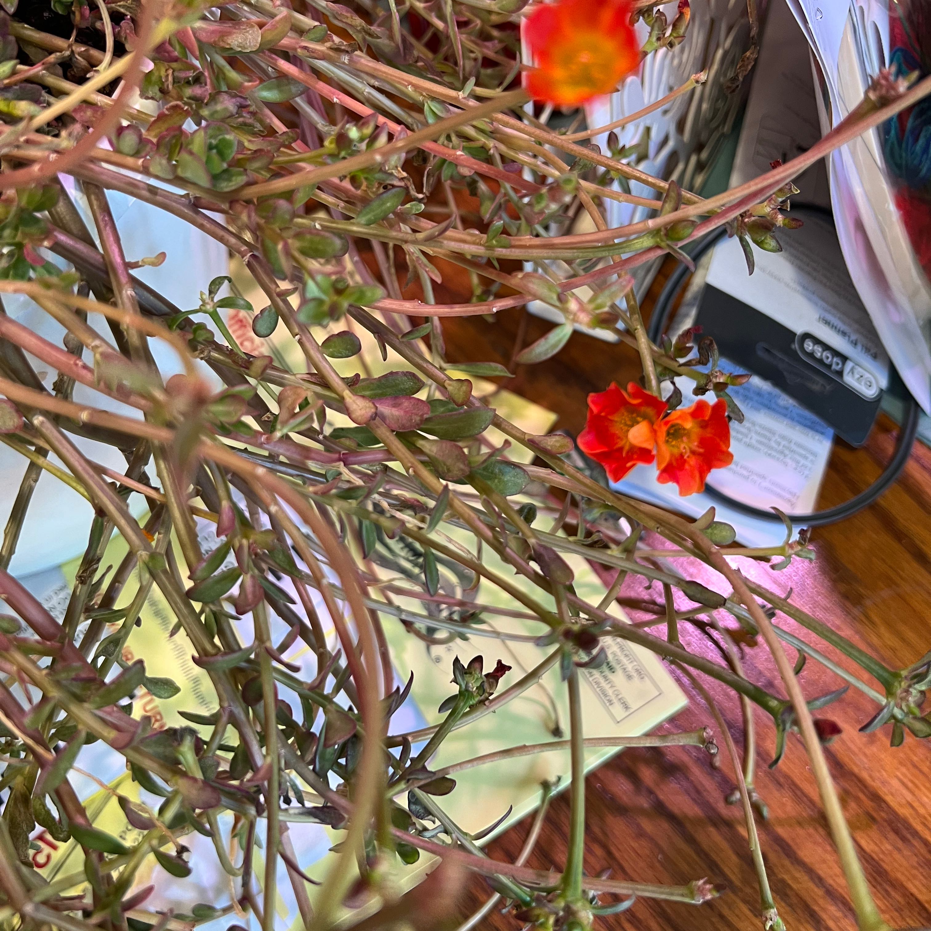 Wingpod Purslane plant with red flowers and elongated stems indoors.