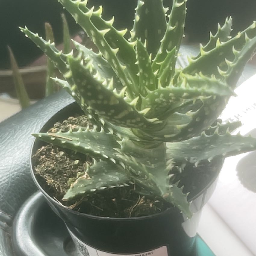 Photo of the plant species Aloe 'Minnie Belle' by @LeadSeastock91 named Lavender on Greg, the plant care app