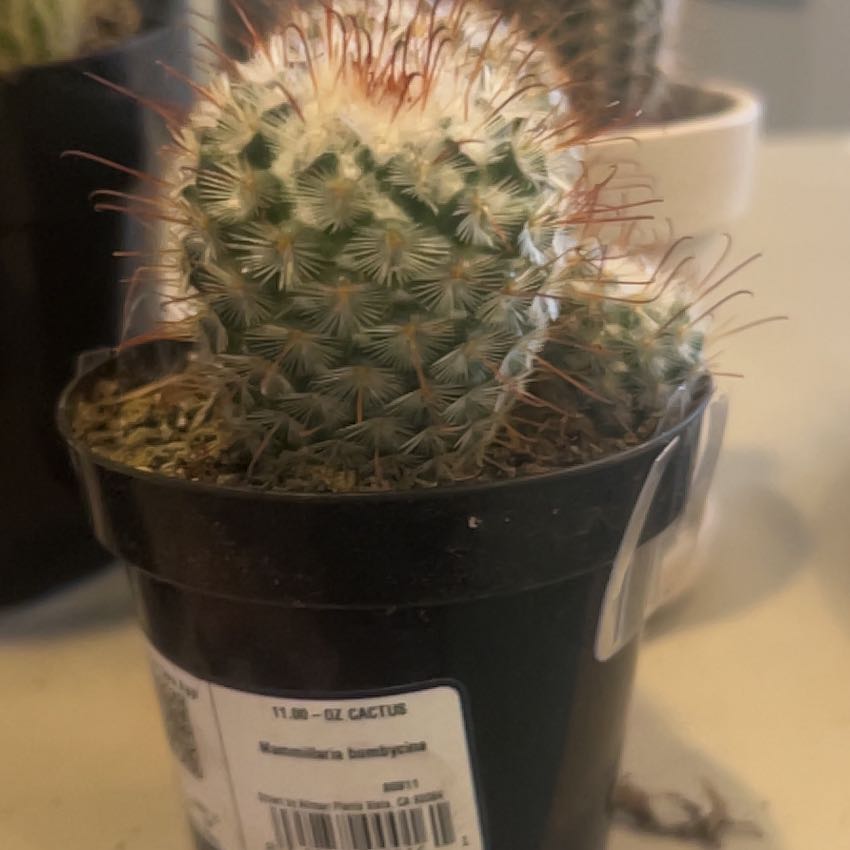 Photo of the plant species Silken Pincushion Cactus by @AbundantMoss72 named Mathew on Greg, the plant care app