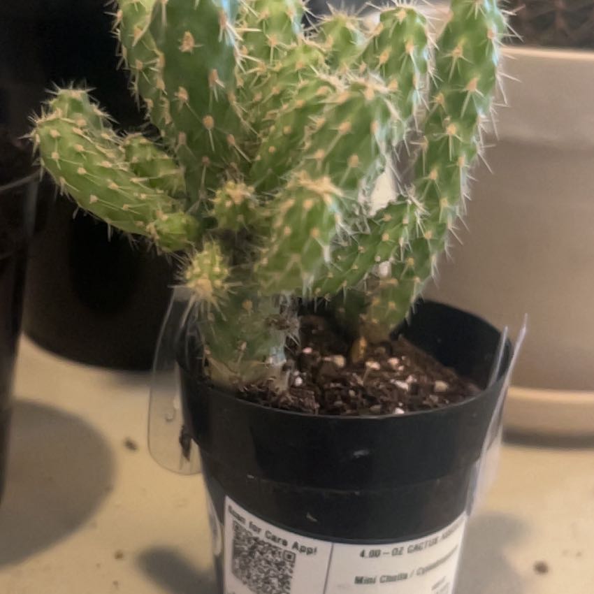 Photo of the plant species Mini Cholla by @AbundantMoss72 named Benjamin on Greg, the plant care app