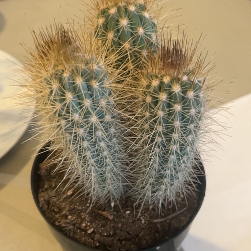 Photo of the plant species Pilosocereus baumii by @AbundantMoss72 named Beckham on Greg, the plant care app